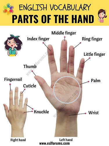 parts-of-the-hand-2