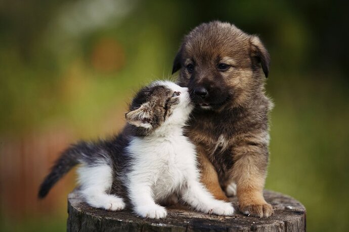 Cute meaning