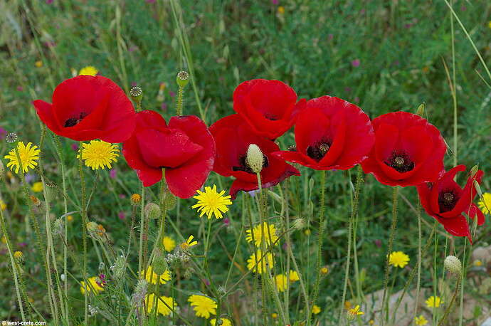 papaver-rhoeas_4