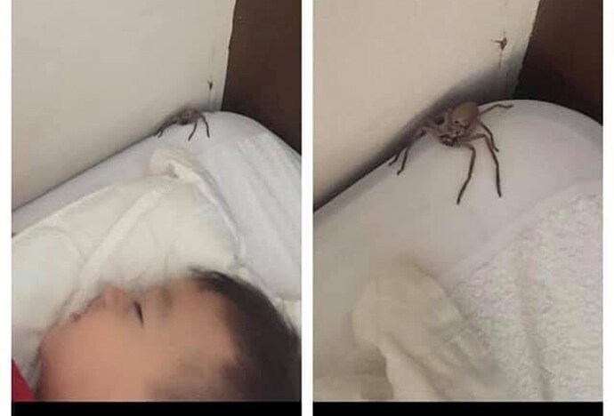 01-22-19-huntsman-spider-landscape