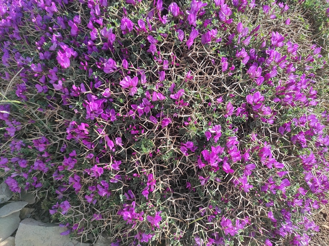 IMG_۲۰۲۱۰۶۱۰_۰۹۱۱۲۵