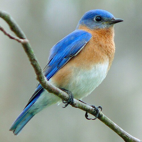 640px-Eastern_Bluebird-27527-2