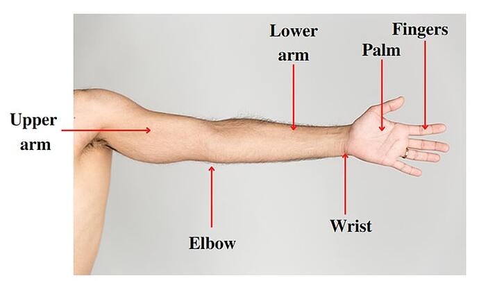 G2_10_Parts-of-My-Body_Arm-parts
