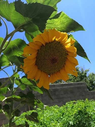 IMG_20190720_120534