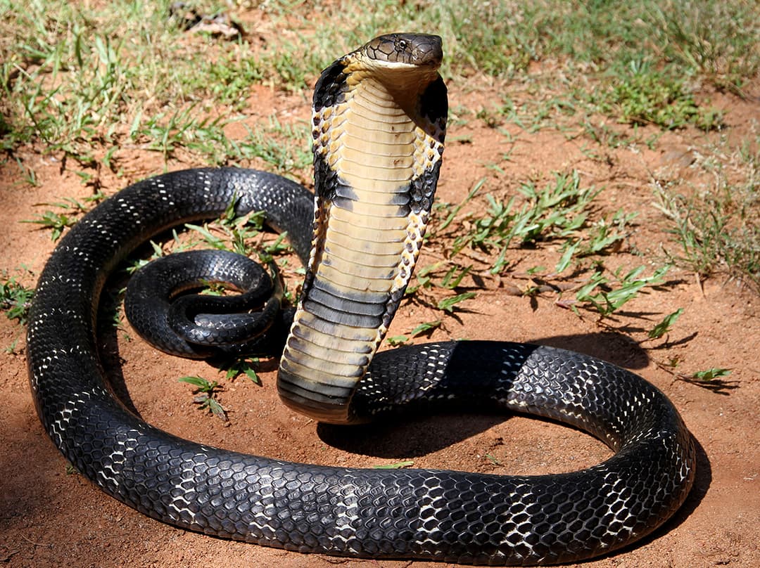 12_-_The_Mystical_King_Cobra_and_Coffee_Forests