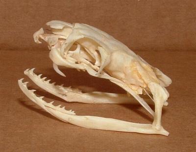 Ophiophagus_hannah_skull